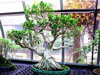 Bons&aacute;i Ficus