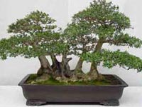 Estilos de bons&aacute;is
